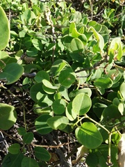 Capparis sandwichiana