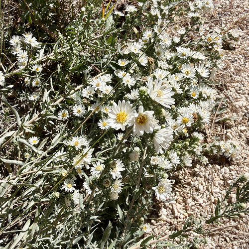 Symphyotrichum falcatum, photograph 1