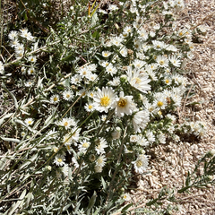 (c) Jane Weeden, some rights reserved (CC BY) Symphyotrichum falcatum, photograph (c) Jane Weeden, some rights reserved (CC BY)
