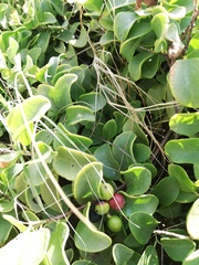 Santalum ellipticum