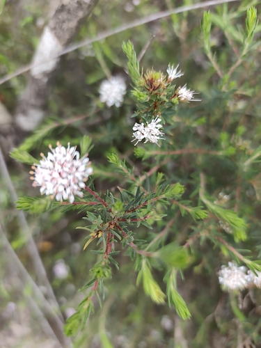 Agathosma serpyllacea