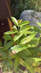 Cicuta maculata, photograph (c) Jane Weeden, some rights reserved (CC BY)