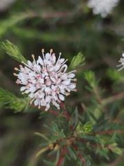 Agathosma serpyllacea, photograph (c) Jeanette Clarke, some rights reserved (CC BY-SA)