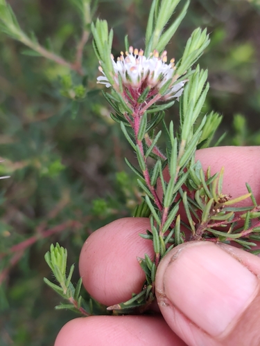 Agathosma serpyllacea, photograph 3