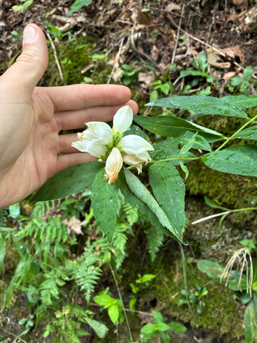 white turtlehead