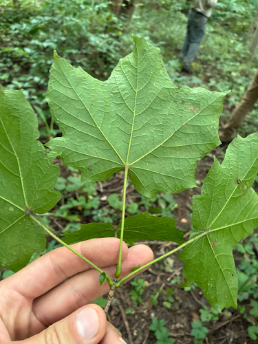black maple