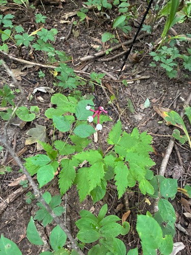 white baneberry