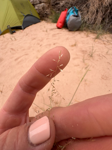 Sand Dropseed
