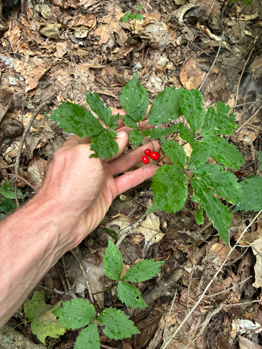 American ginseng