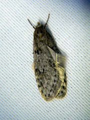 Semioscopis inornata