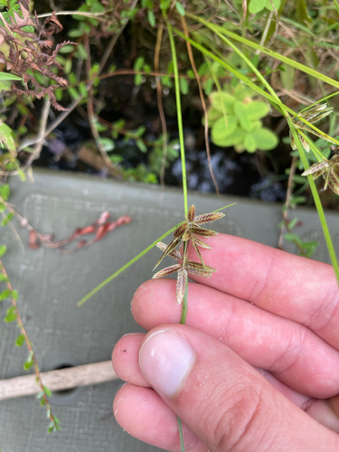 Shining Flatsedge