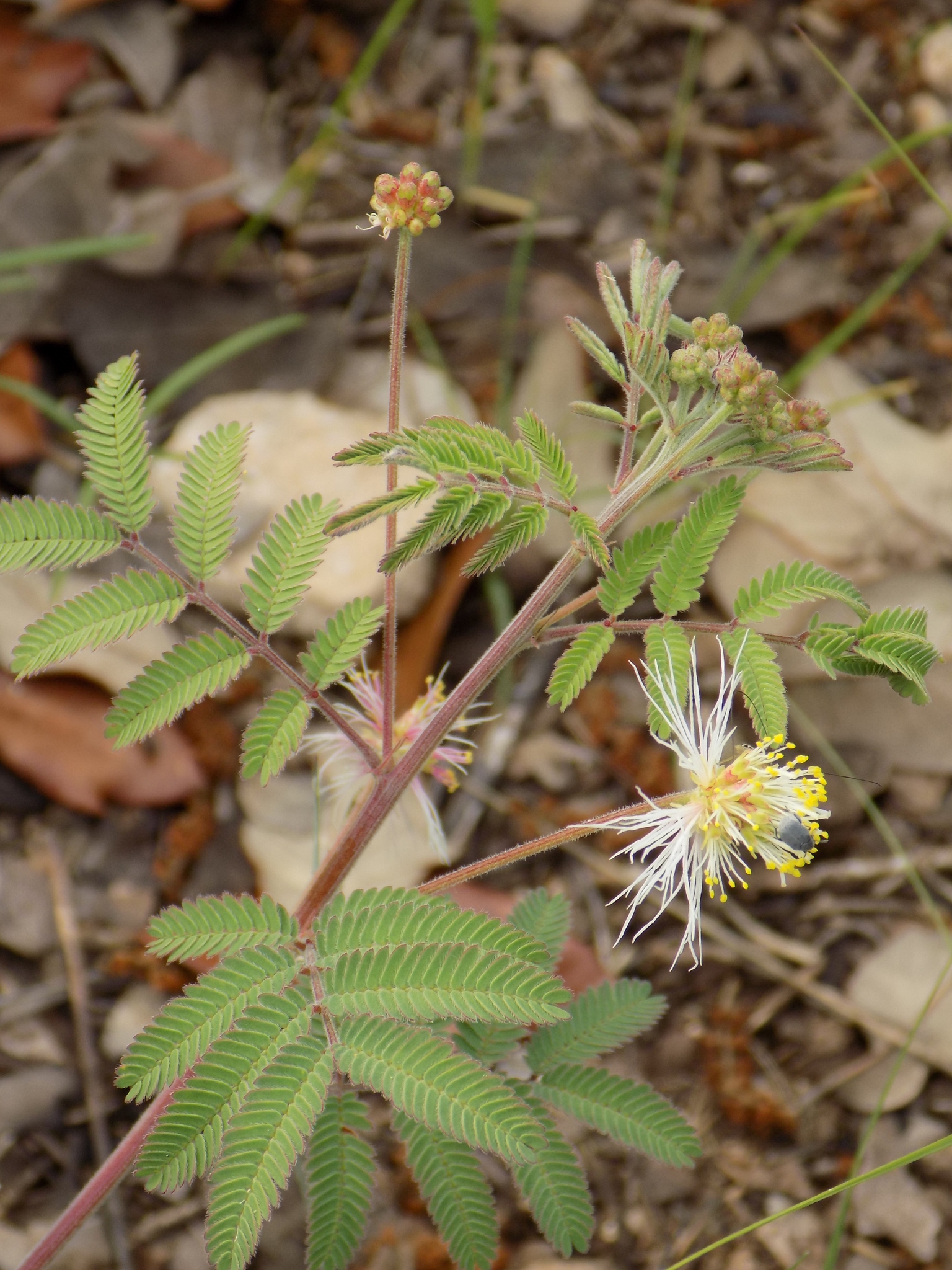 Desmanthus velutinus