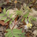 Desmanthus velutinus - Photo (c) blake hendon, μερικά δικαιώματα διατηρούνται (CC BY-NC), uploaded by blake hendon