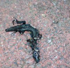 Pholidobolus montium