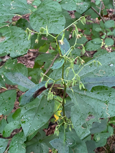 tall rattlesnake root