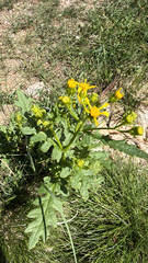 Senecio eremophilus, photograph (c) Jane Weeden, some rights reserved (CC BY)