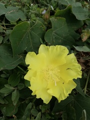 Gossypium tomentosum