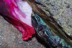 Pholidobolus montium