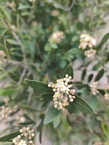Olea exasperata, photograph 4