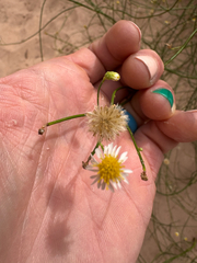 Chloracantha spinosa, photograph (c) Kenzie Anderson-Bell, some rights reserved (CC BY)