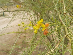 Parkinsonia aculeata