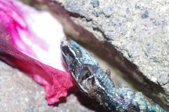 Pholidobolus montium