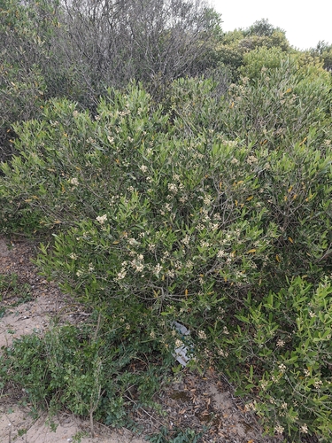Olea exasperata, photograph 5