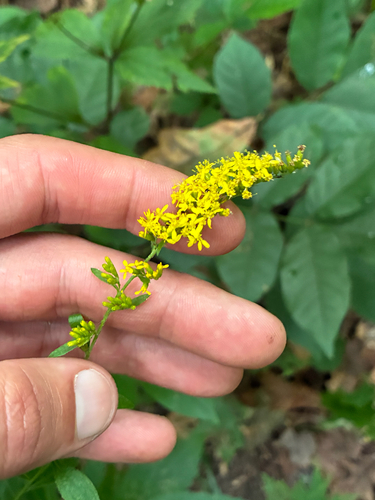 elm-leaved goldenrod
