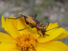 Chauliognathus scutellaris