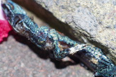 Pholidobolus montium