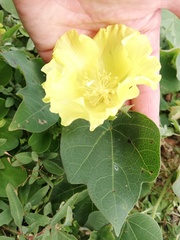 Gossypium tomentosum