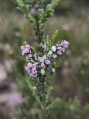 Muraltia spinosa