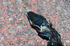 Pholidobolus montium