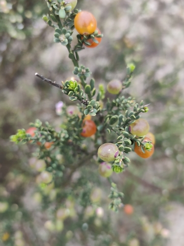 Muraltia spinosa, photograph 2