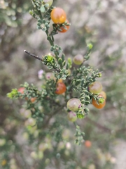 Muraltia spinosa, photograph (c) Jeanette Clarke, some rights reserved (CC BY-SA)