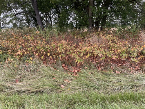 Japanese knotweed