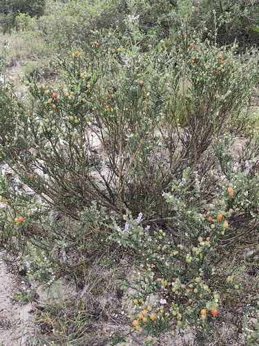 Muraltia spinosa, photograph 3