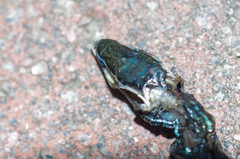 Pholidobolus montium