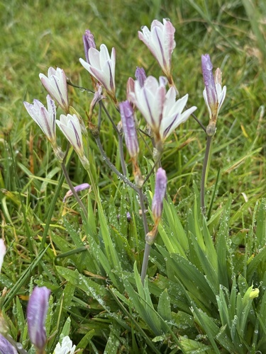 Sparaxis bulbifera