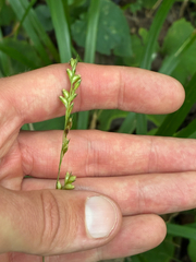 Diarrhena obovata, photograph (c) Daniel J. Layton, some rights reserved (CC BY)