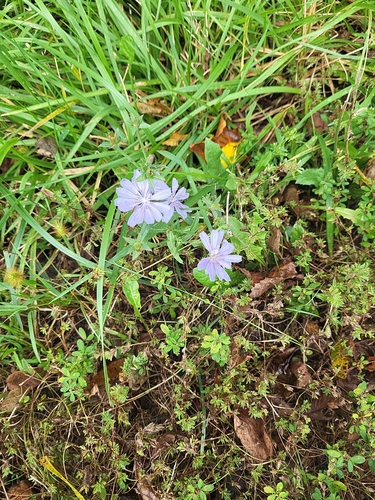 chicory