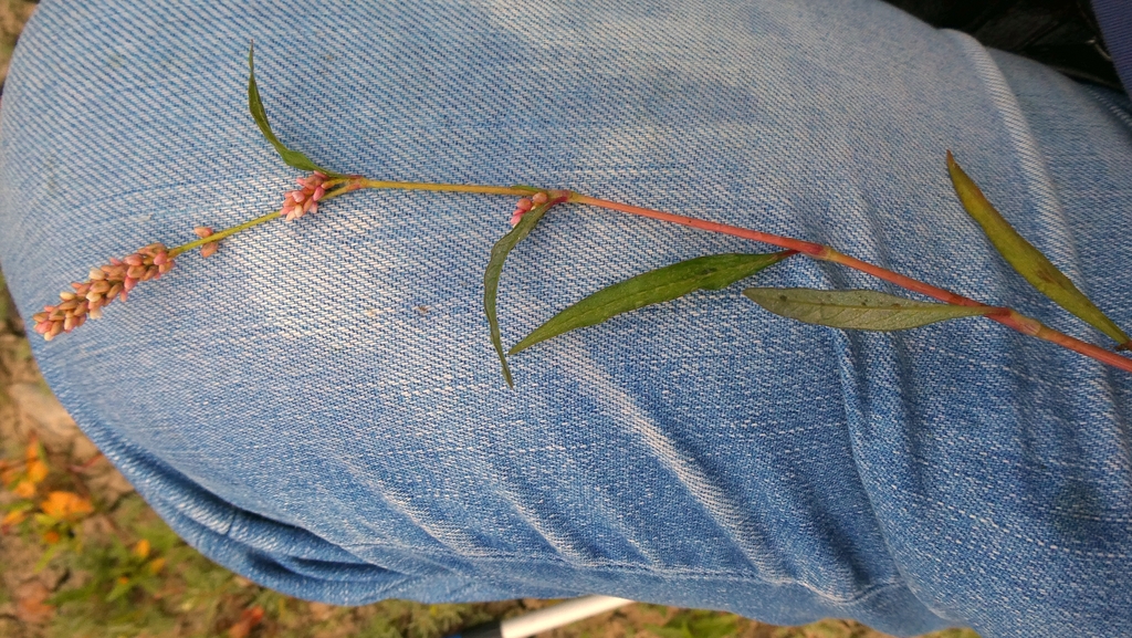 Persicaria minor; photograph author not stated, no rights reserved