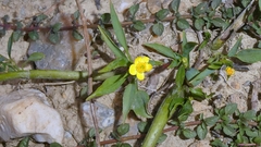 Ranunculus flammula, photograph author not stated, no rights reserved