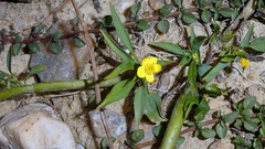 Ranunculus flammula, photograph author not stated, no rights reserved