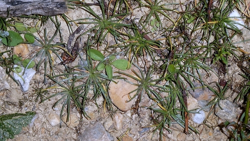 Littorella uniflora, photograph 3
