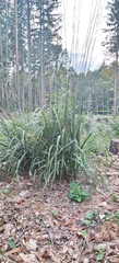 Molinia arundinacea, photograph (c) Ondřej Křivan, some rights reserved (CC BY)