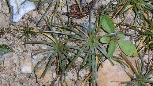 Littorella uniflora, photograph 4