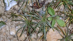 author not stated, no rights reserved Littorella uniflora, photograph author not stated, no rights reserved