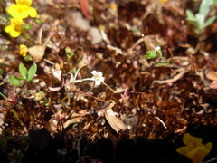 Romanzoffia thompsonii