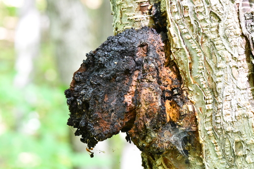 chaga